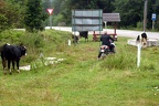IMG 3473